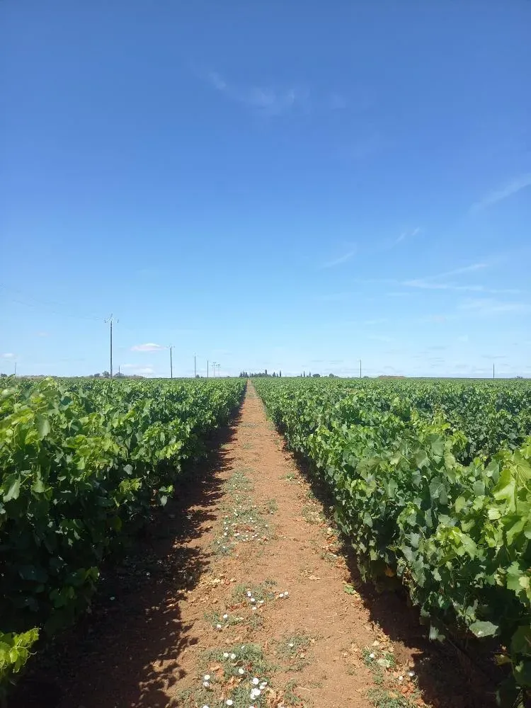 Vigneron à Marseillan