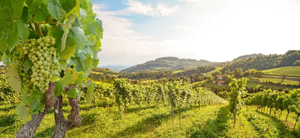 vignoble 2